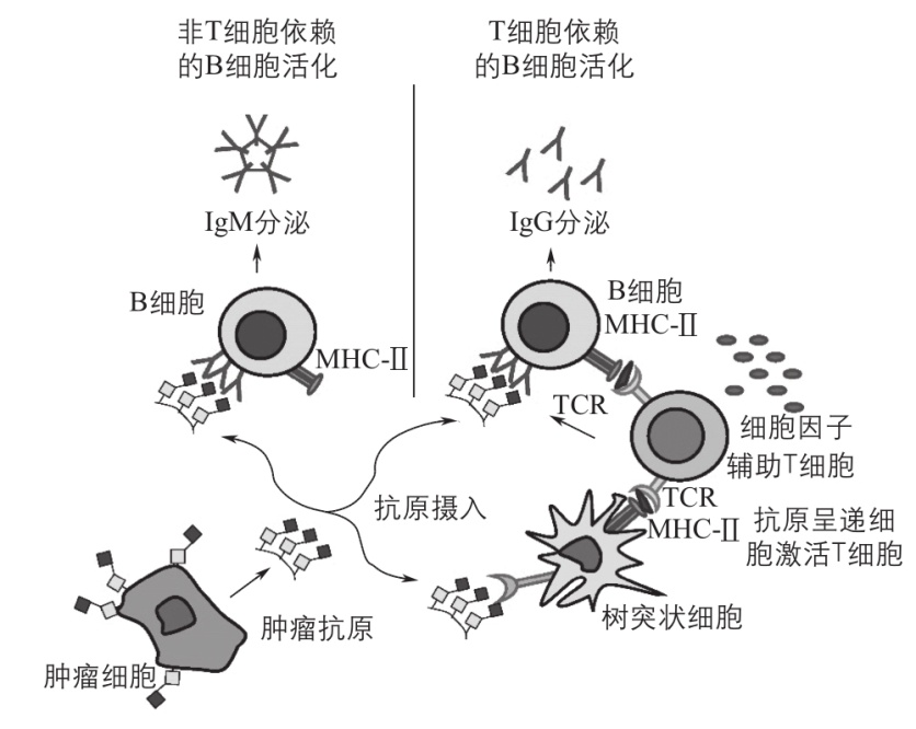 肿瘤自身抗体标志物的研究进展
